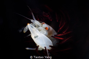 white shrimp with red eyes by Taotao Yang 